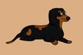 Dachshund Dog lying on ground vector