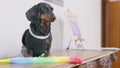Dachshund dog in maid costume with pp duster on mantelshelf