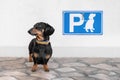 Dachshund dog near the store is waiting for the owner when he returns, near the parking sign for dogs