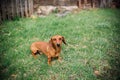 Dachshund dog in outdoor. Beautiful Dachshund standing on the green grass. Standard smooth-haired dachshund in the nature. Dachshu Royalty Free Stock Photo