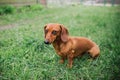 Dachshund dog in outdoor. Beautiful Dachshund standing on the green grass. Standard smooth-haired dachshund in the nature. Dachshu Royalty Free Stock Photo