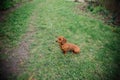 Dachshund dog in outdoor. Beautiful Dachshund standing on the green grass. Standard smooth-haired dachshund in the nature. Dachshu Royalty Free Stock Photo