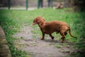 Dachshund dog in outdoor. Beautiful Dachshund standing on the green grass. Standard smooth-haired dachshund in the nature. Dachshu Royalty Free Stock Photo