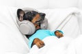 dachshund dog in pajamas wearing wireless headphones listening and enjoys to music lying in bed at home Royalty Free Stock Photo