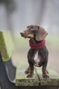 Dachshund dog on a park bench with copyspace Royalty Free Stock Photo