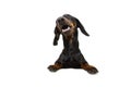 Dachshund dog  with paws over black edge. making a funny face. Isolated on white background Royalty Free Stock Photo