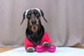 Dachshund dog in pink sportswear, wristbands on paws and sweatband on head lying next to silicone dumbbell to train and