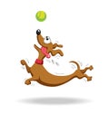 Dachshund dog playing with tennis ball. Royalty Free Stock Photo