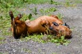 The Dachshund dog plays with itself lying on its back, Pets.