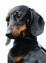 Dachshund dog portrait Royalty Free Stock Photo