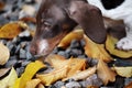 Dachshund dog portrait autumn leaf stone road background Royalty Free Stock Photo