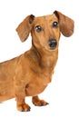 Dachshund dog portrait Royalty Free Stock Photo