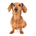 Dachshund dog portrait Royalty Free Stock Photo