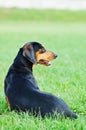 Dachshund dog portrait Royalty Free Stock Photo