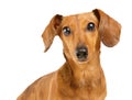 Dachshund dog portrait Royalty Free Stock Photo