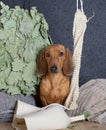 A dachshund dog poses next to a hat for a bath, a washcloth and a broom for a Russian bath.