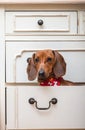 Dachshund dog poses sitting in a drawer of a vintage stylish linen closet and stares into the camera.