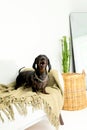 Dachshund Dog Posing  and Barking sitting on Sofa with Modern Home Decor Royalty Free Stock Photo