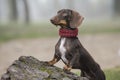 Dachshund dog posing on a tree trunk Royalty Free Stock Photo