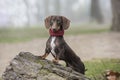 Dachshund dog on a tree trunk looking at camera Royalty Free Stock Photo