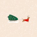 Dachshund dog pulls a Christmas tree on a sleigh