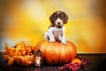 dachshund dog puppy cute halloween photo autumn theme