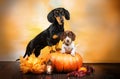 dachshund dog puppy cute halloween photo autumn theme