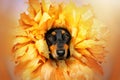 dachshund dog puppy cute halloween photo autumn theme