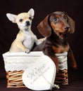 Dachshund Dog Puppy Portrait Happy new year postcard Royalty Free Stock Photo