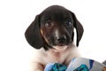 Dachshund dog puppy shoes studio quality Royalty Free Stock Photo