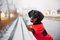 Dachshund dog in a red jacket posing on a bench in the park Royalty Free Stock Photo
