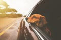 Dachshund dog riding in car and looking out from car window. Road trip with dog.