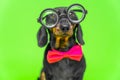 Dachshund dog with round glasses and a bow tie on a green background looks at the camera. Royalty Free Stock Photo