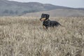 Dachshund dog running in a field. Royalty Free Stock Photo