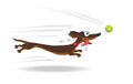 Dachshund dog running for tennis ball. Royalty Free Stock Photo