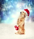 Dachshund dog with Santa hat holding Christmas baubles