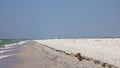 Dachshund Dog Scares Seagulls on a Summer Beach. Slow Motion