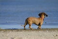 Dachshund dog on the seashore