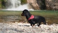 Dachshund dog shakes off after bathing in mountain lake