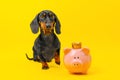 dachshund dog sit on a yellow background with its paw raised up, next to a pink piggy bank Royalty Free Stock Photo