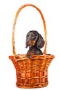 Dachshund Dog sitting in basket on white Royalty Free Stock Photo