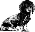 Dachshund dog sketch - vector Royalty Free Stock Photo