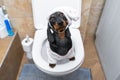 Dachshund dog in soft pajamas, nightcap stands toilet seat. Toilet train puppy Royalty Free Stock Photo