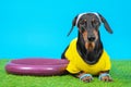 Dachshund dog in sportswear, wristbands on paws and sweatband on head lying next to silicone hemisphere to train balance