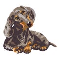 Dachshund dog spotted painted in squares, pixels. Vector illustration