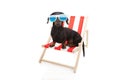 Dachshund dog summer resting on beach chair. Isolated on white background Royalty Free Stock Photo