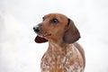 Dachshund Dog tiger color winter season