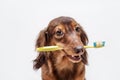 Dachshund dog with a toothbrush Royalty Free Stock Photo