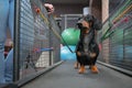 Dachshund dog walking on treadmill to get them of healthy indoor exercise in the fitness club