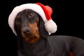 Dachshund dog wearing Santa hat